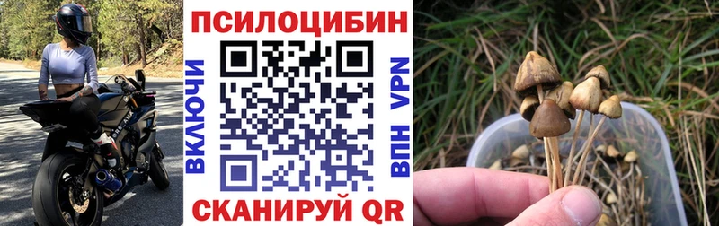 Купить  Нефтекумск  Галлюциногенные грибы мицелий 